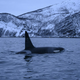 An orca chases herrings on Jan. 14, 2019 near the Norwegian northern city of Tromso.